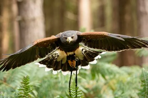 Harris Hawk (Anabelle &amp; Crtie) Stock Photos
