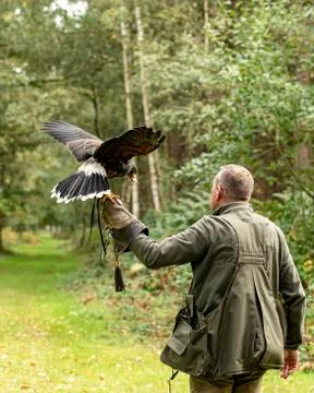 Harris Hawk (Anabelle &amp; Crtie) Stock Photos