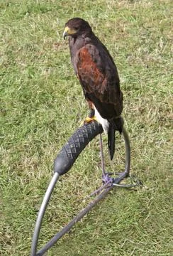 Harris Hawk Bird. Stock Photos