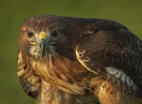 Harris Hawk close up against a plain green background Stock-Fotos