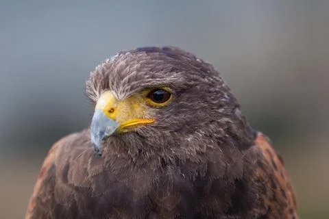 Harris hawk close up Stock Photos