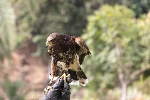 Harris hawk, eagle close-up brown eyes, yellow beak, speckled feathers Stock Photos