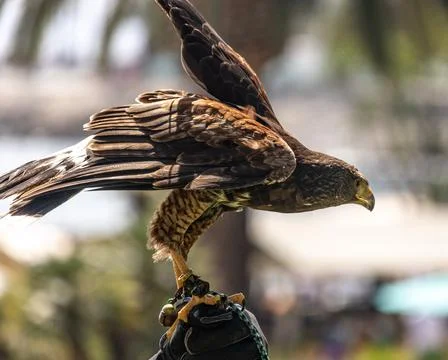 Harris hawk, eagle close-up brown eyes, yellow beak, speckled feathers Stock Photos