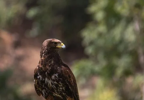Harris hawk, eagle close-up brown eyes, yellow beak, speckled feathers Foto stock