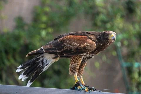 Harris hawk, eagle close-up brown eyes, yellow beak, speckled feathers Stock Photos