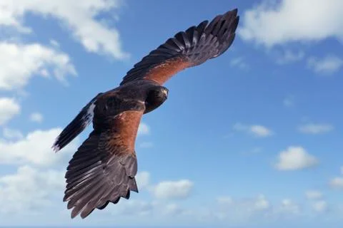 Harris Hawk in Flight in a Cloudy Sky Stock Photos