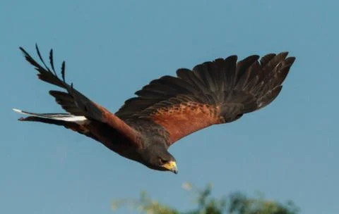 Harris Hawk in flight Stock Photos