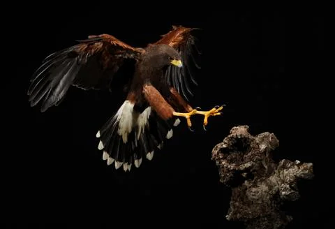 Harris Hawk flying in a black background Stock Photos