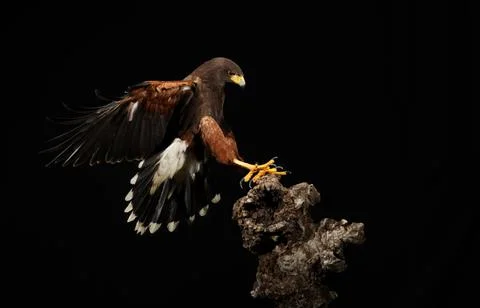Harris Hawk flying in a black background Stock Photos