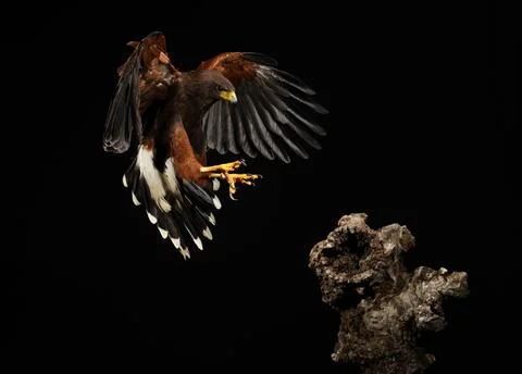 Harris Hawk flying in a black background Stock Photos