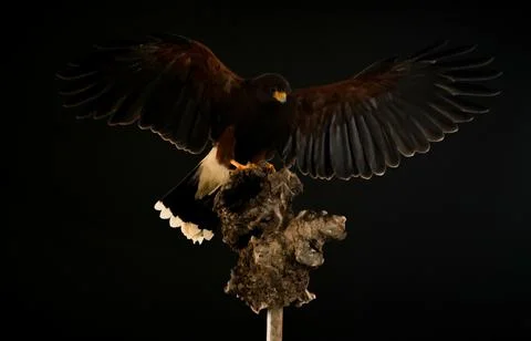 Harris Hawk flying in a black background Stock Photos