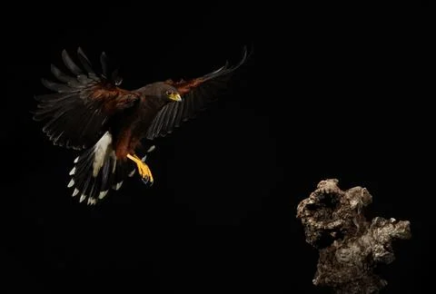 Harris Hawk flying in a black background Stock Photos