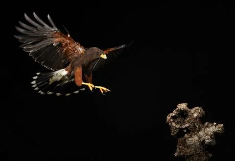 Harris Hawk flying in a black background Stock Photos