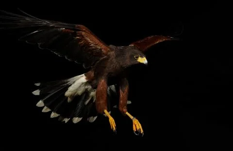 Harris Hawk flying in a black background Stock Photos