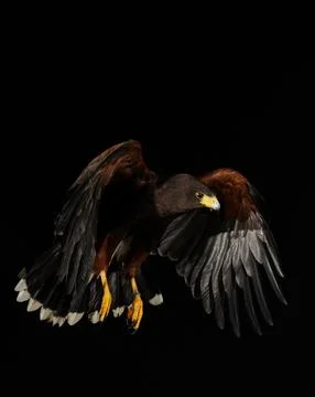 Harris Hawk flying in a black background Stock Photos