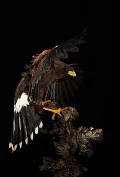 Harris Hawk flying in a black background Stock Photos