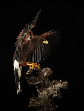Harris Hawk flying in a black background Stock Photos