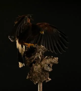 Harris Hawk flying in a black background Stock Photos