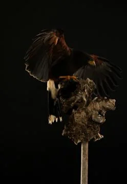 Harris Hawk flying in a black background Stock Photos