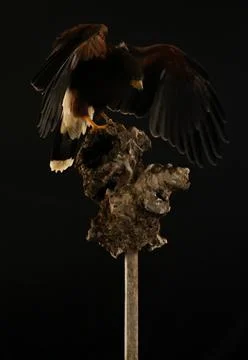 Harris Hawk flying in a black background Stock Photos