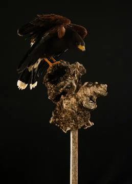 Harris Hawk flying in a black background Foto stock