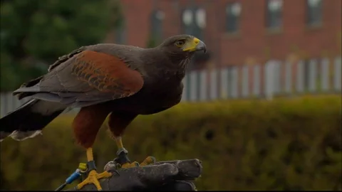 Harris Hawk flying off from leather gloved hand of Falconer Stock Footage 95598932