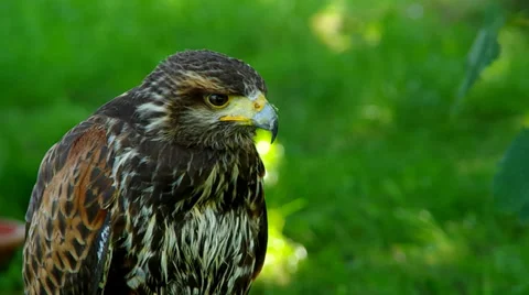 Harris Hawk Stock Footage 39352032