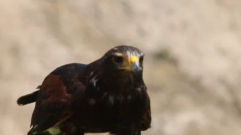 Harris Hawk Stock Footage 91106172