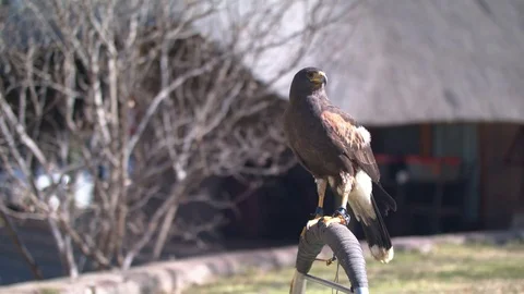 Harris Hawk on its perch against a thatched house backdrop Stock Footage 84027171