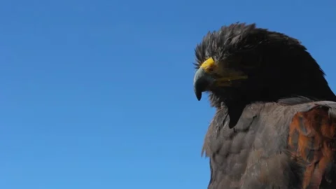 HARRIS HAWK LOOKING RIGHT AND LEFT Stock Footage 132687767