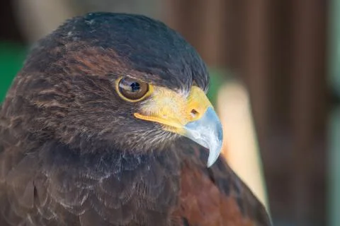 Harris Hawk Macro Stock Photos