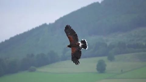 Harris Hawk (Parabuteo unicinctus) flying in the sky Video stock 158287737
