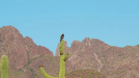 Harris Hawk perched on top of saguaro cactus. Stock Footage 341020768