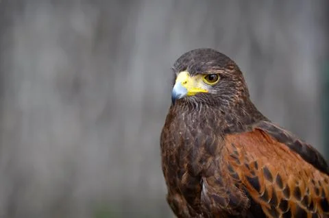 Harris hawk Stock Photos