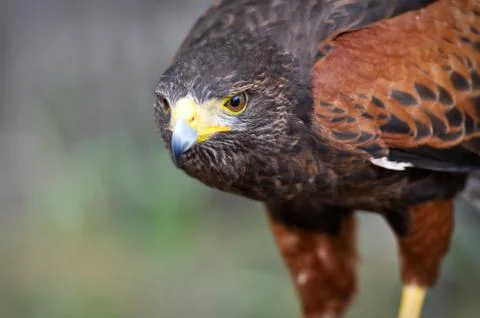 Harris hawk 스톡 사진