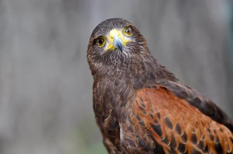 Harris hawk Stock Photos