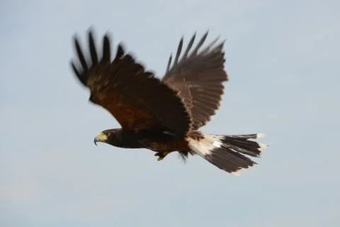 Harris hawk Stock Photos