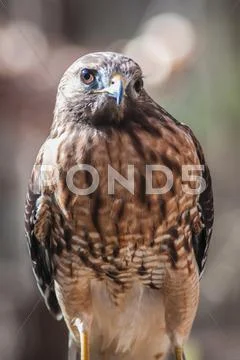 Harris hawk Stock Photos