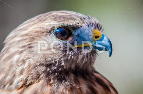 Harris hawk Stock Photos