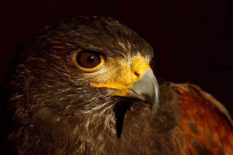Harris hawk Stock Photos