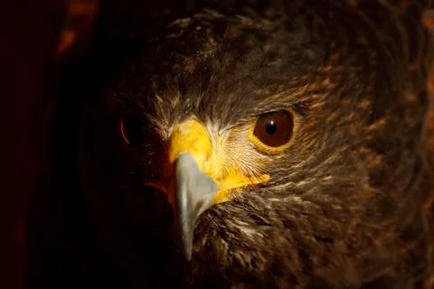 Harris hawk Stock Photos
