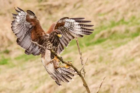 Harris hawk Stock Photos