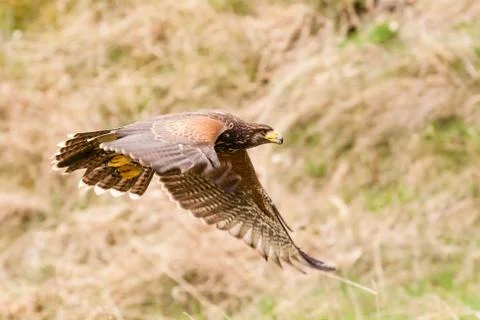 Harris hawk Stock Photos