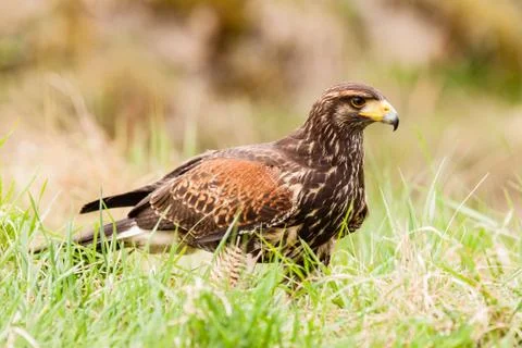Harris hawk Stock Photos