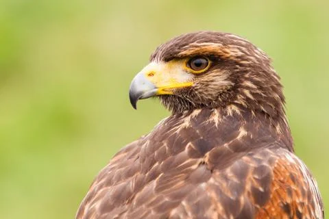 Harris hawk Stock Photos