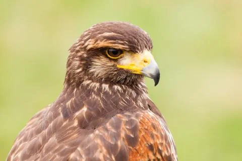 Harris hawk Stock Photos