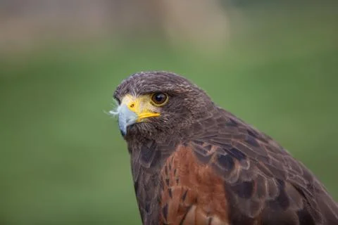 Harris hawk Stock Photos