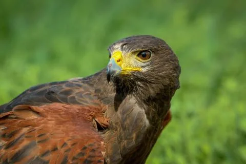 Harris Hawk Stock Photos