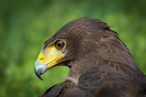 Harris Hawk Stock-Fotos