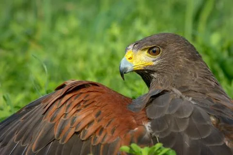 Harris Hawk Stock Photos